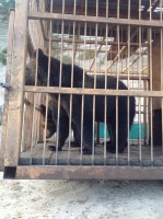 /album/roliki/img-1315-jpg/